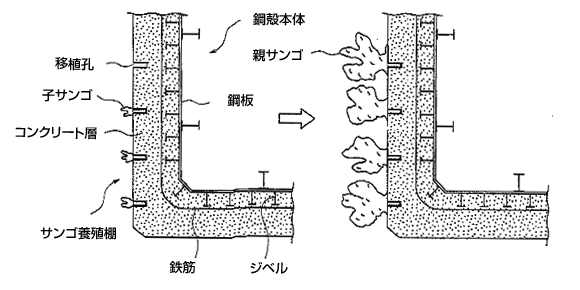 サンゴ取付方法