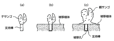 サンゴ取付方法